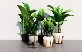 Large House Plants