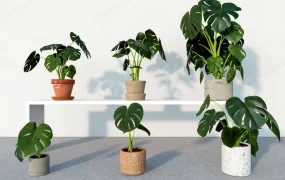 Monstera Deliciosa Plant