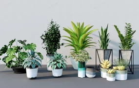 Popular Indoor Houseplants