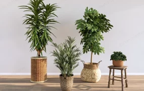 Indoor Plant Decor