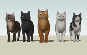 5 Types Of Cats