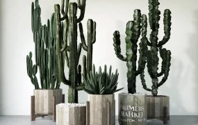 Indoor Desert Plants