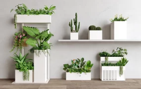 Minimalist Indoor Plants