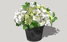 Potted Blooming Flowers