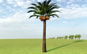 Coconut Palm Tree