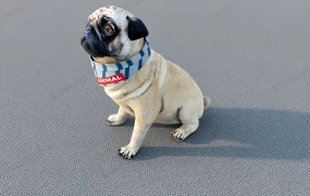Pug Dog