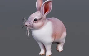 Beautiful Rabbit
