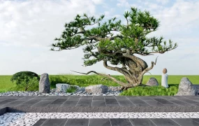 Ancient Japanese Garden Tree