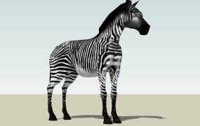 Common Zebra