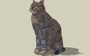 Adult Brown Tabby Cat