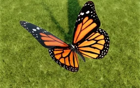 Common Tiger Butterfly