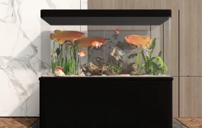 Arowana Fish Aquarium