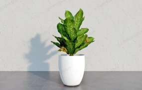 Homalomena Wallisii Plant