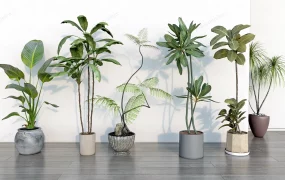Large Indoor Floor Plants