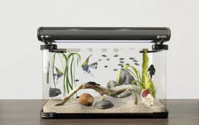 Aquascape Fish Tank