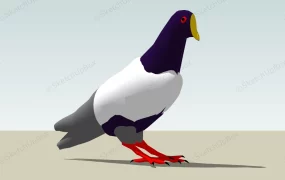 Rock Dove Bird