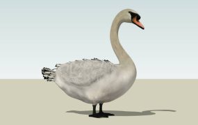 Domestic Goose