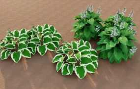 Hosta Plantaginea Plants