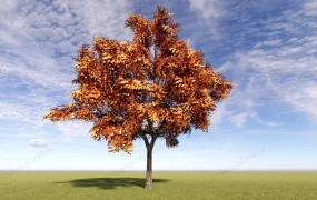 Autumn Tree