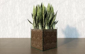 Sansevieria Laurentii Plant