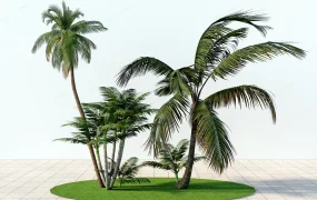 Landscaping Garden Palm Trees