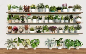 Houseplant Collection