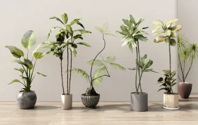 Beautiful Tall Indoor Plants