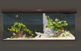 Aquarium Aquascape Idea