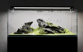 Freshwater Aquarium Design