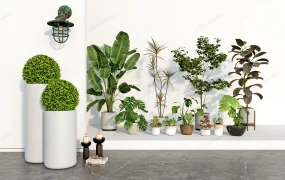 Collection Of Indoor Plants