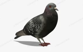 Rock Pigeon