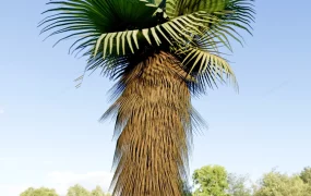 Windmill Palm Tree