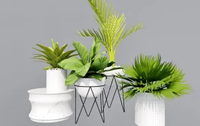 Tropical Foliage Plants