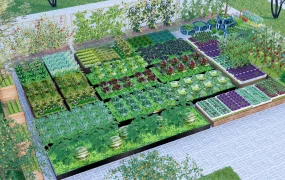 Outdoor Vegetable Garden