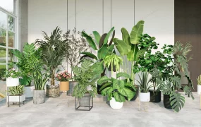 Indoor Garden Plants