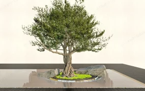 Ancient Olive Tree In The Garden