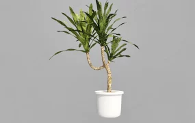 Old House Plant