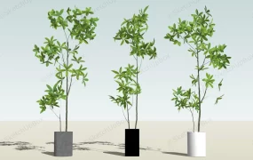 Ornamental Money Trees