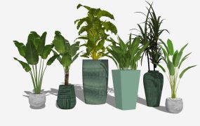 Large Indoor Potted Plants