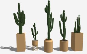 Tall Indoor Cactus
