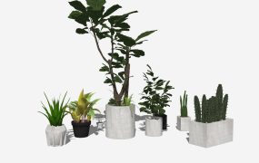 Set of Houseplants