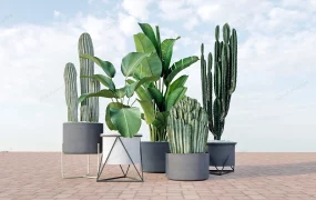 Indoor Cactus Plants In Pots