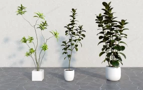 Tall Indoor Tree Plants