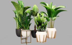 Collection Of Tropical Potted Plants