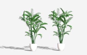 Areca Palm Potted Plant