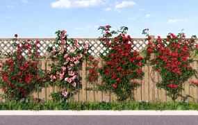 Climbing Rose Garden Fence