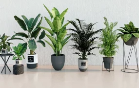Indoor Home Plants