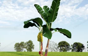 Banana Tree Plant