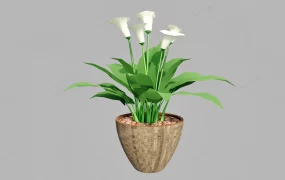 White Calla Lily Plant