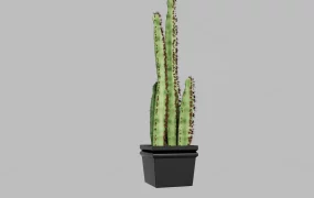 Potted Indoor Cactus